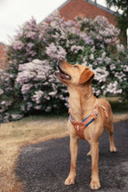 Woolly Wolf – Alpha 360 Harness – Recycled RPET