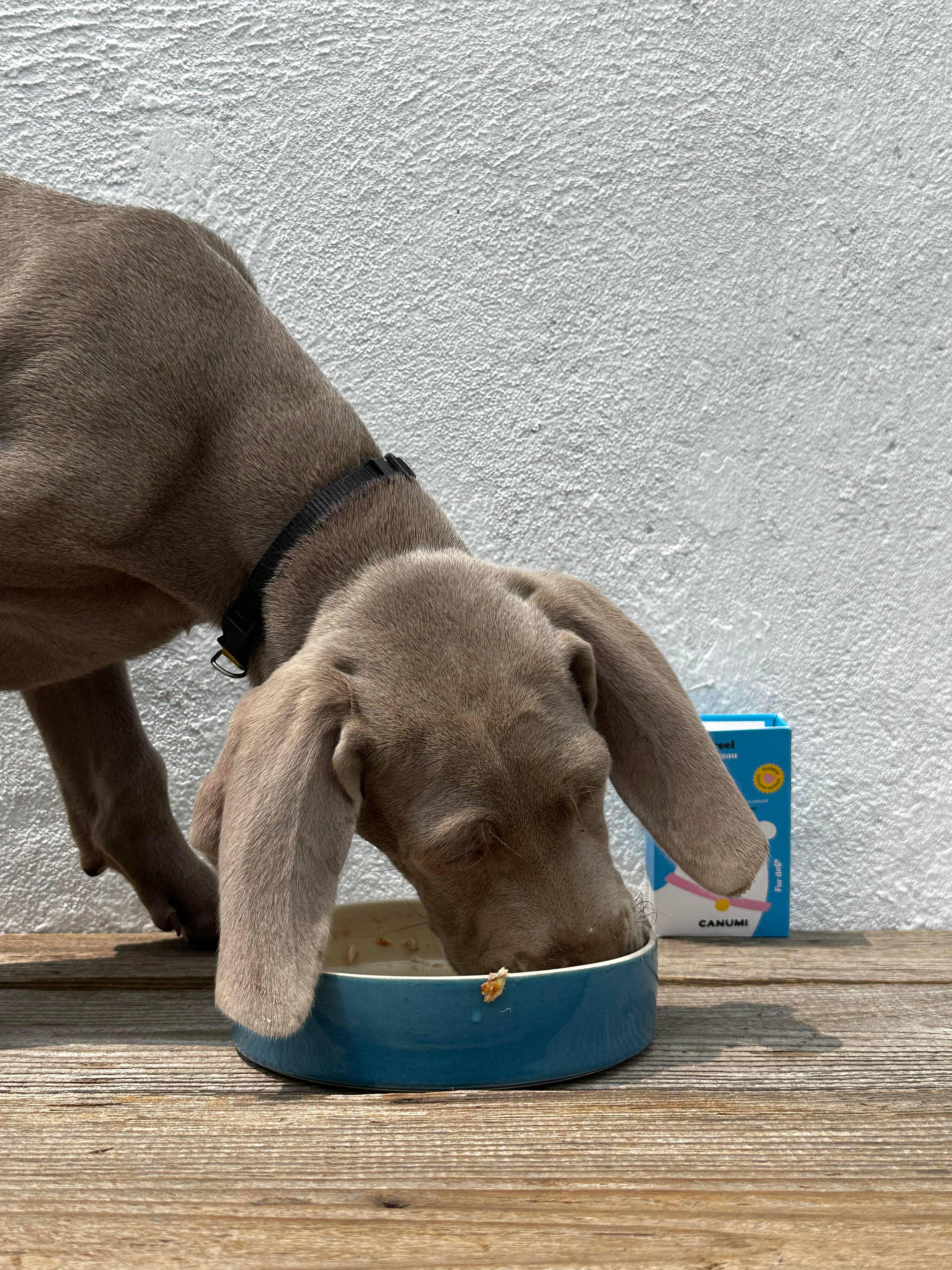 Canumi Wet Dog Food - Wild Atlantic Mackerel Fillets - Adult Dogs