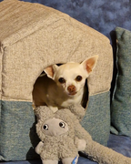 United Pets – Rosicchio – Anti Stress Plush Dog Toy With Essential Oils