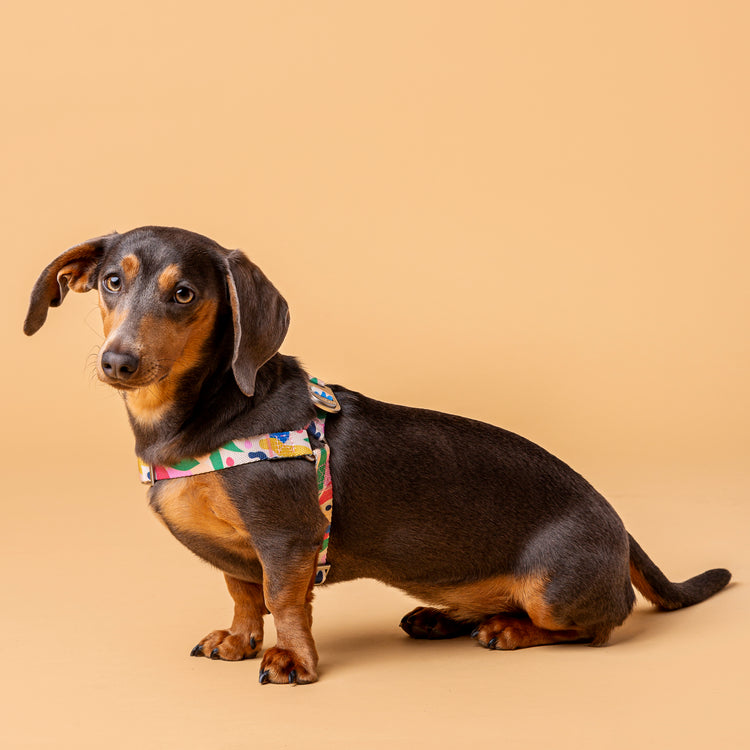 Fur Sie Dog Harness - Gaston