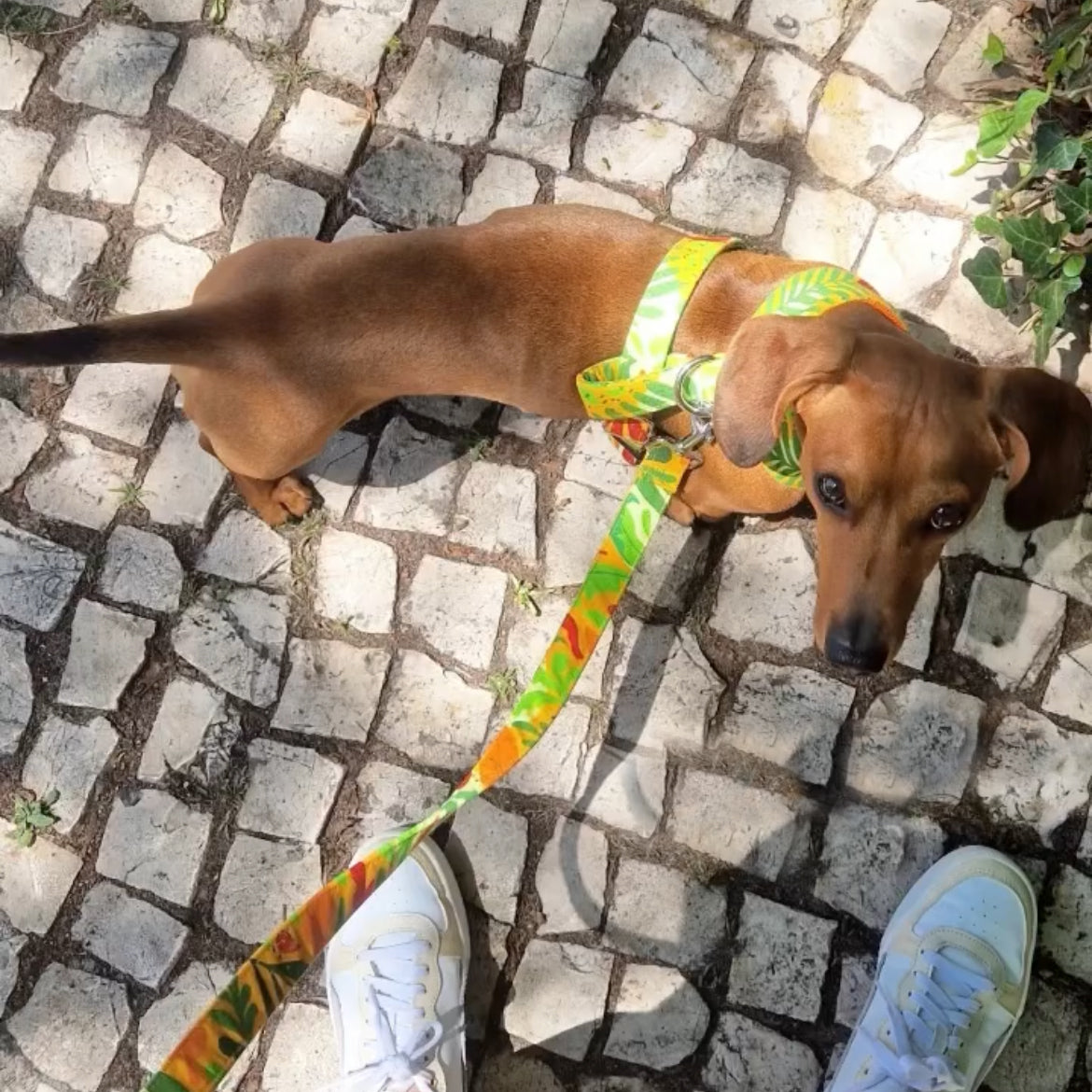 Malü – Tami Leash – Hand Made