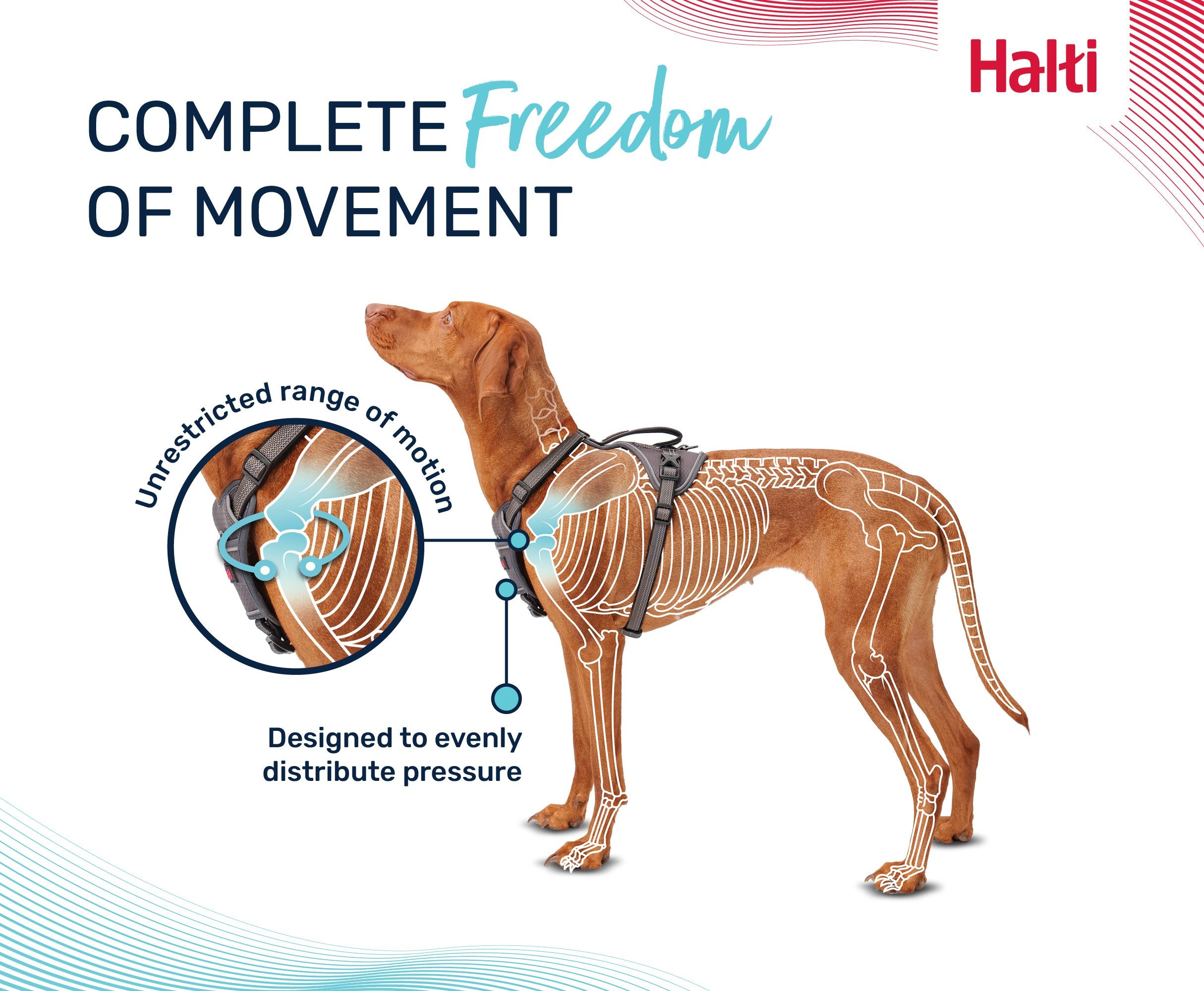 Halti – Anatomy Harness L Aquamarine – Reflective