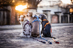 Non-stop dogwear Move Leash - Negro - Segura y funcional