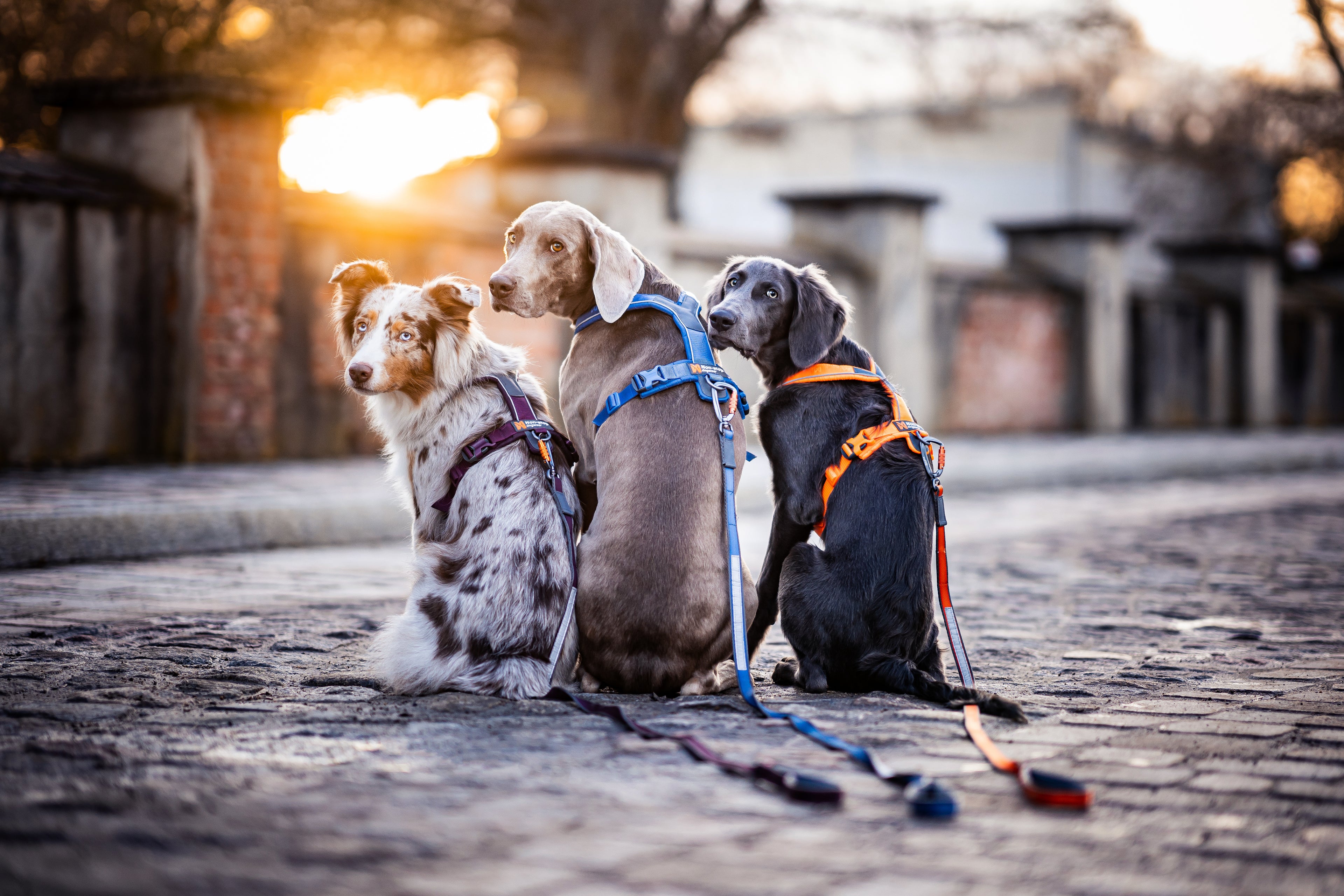 Non-stop dogwear Move Leash - Negro - Segura y funcional