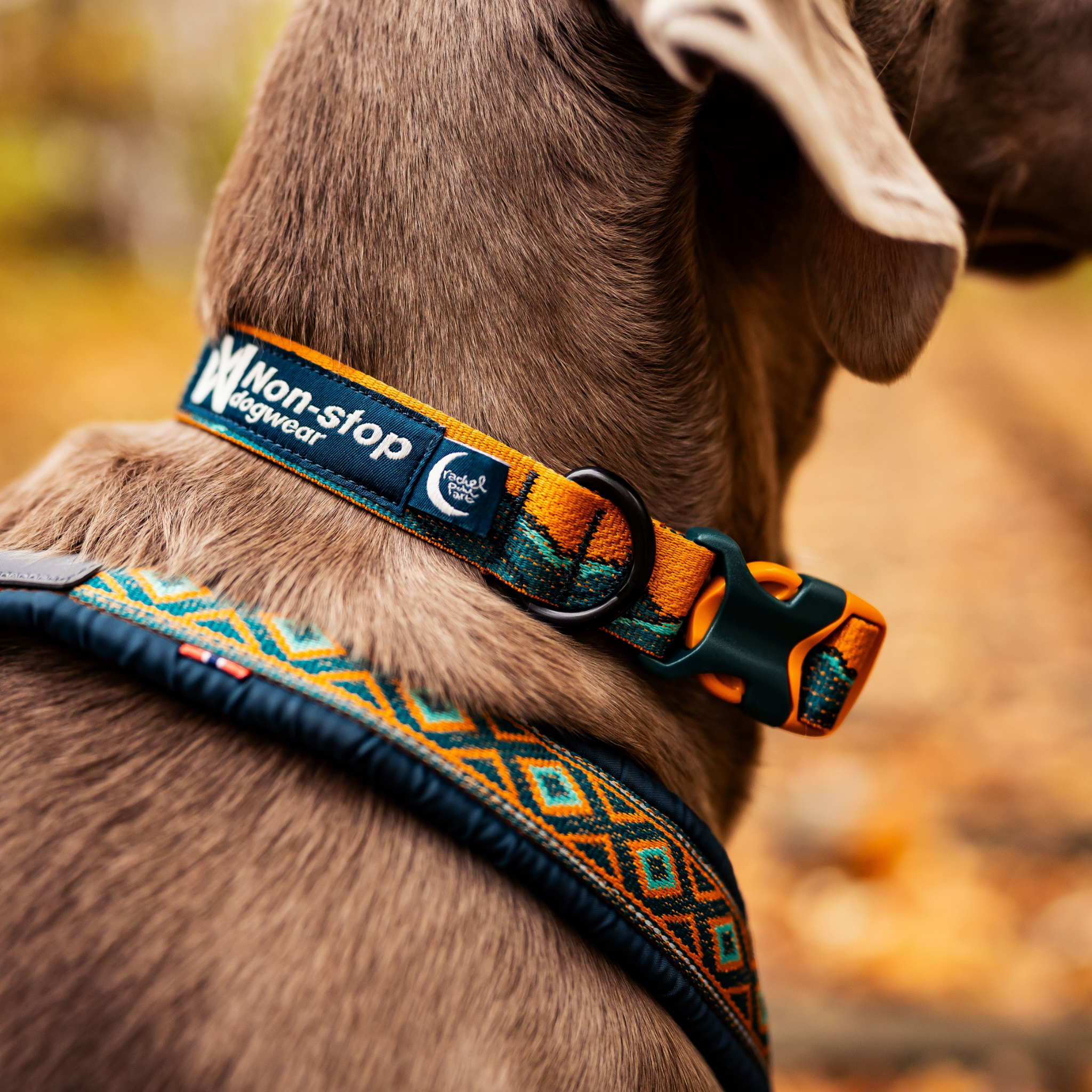 Non-stop dogwear Trail Quest Dog Collar - Teal/Oak