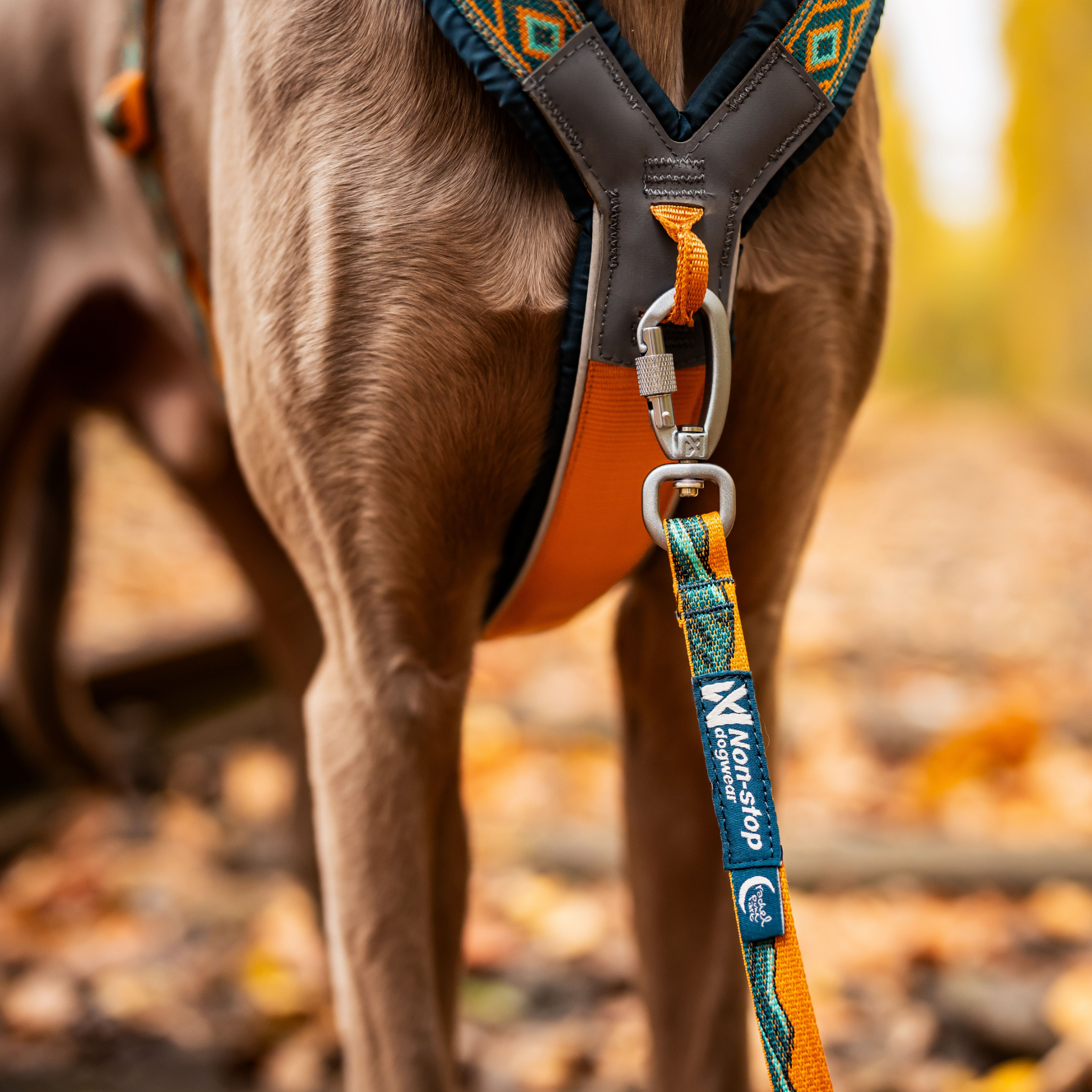 Non-stop dogwear Trail Quest Leash - Teal/Oak - Secure & Practical