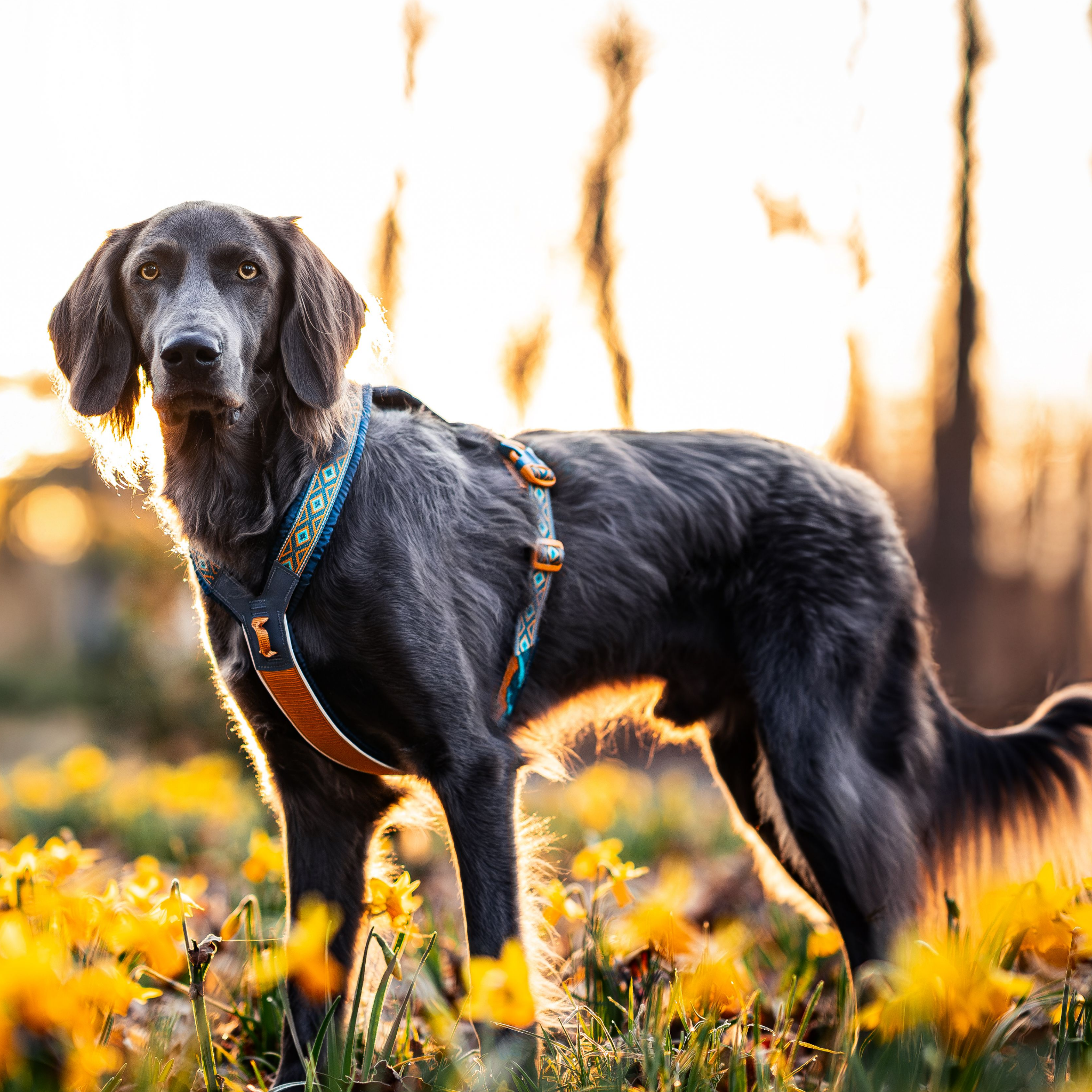 Non-stop dogwear Line Harness 5.0 - Teal/Oak - Resilient & Versatile