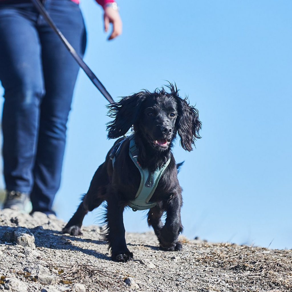 Non-stop dogwear Ramble Harness - Verde - Versátil y ligero