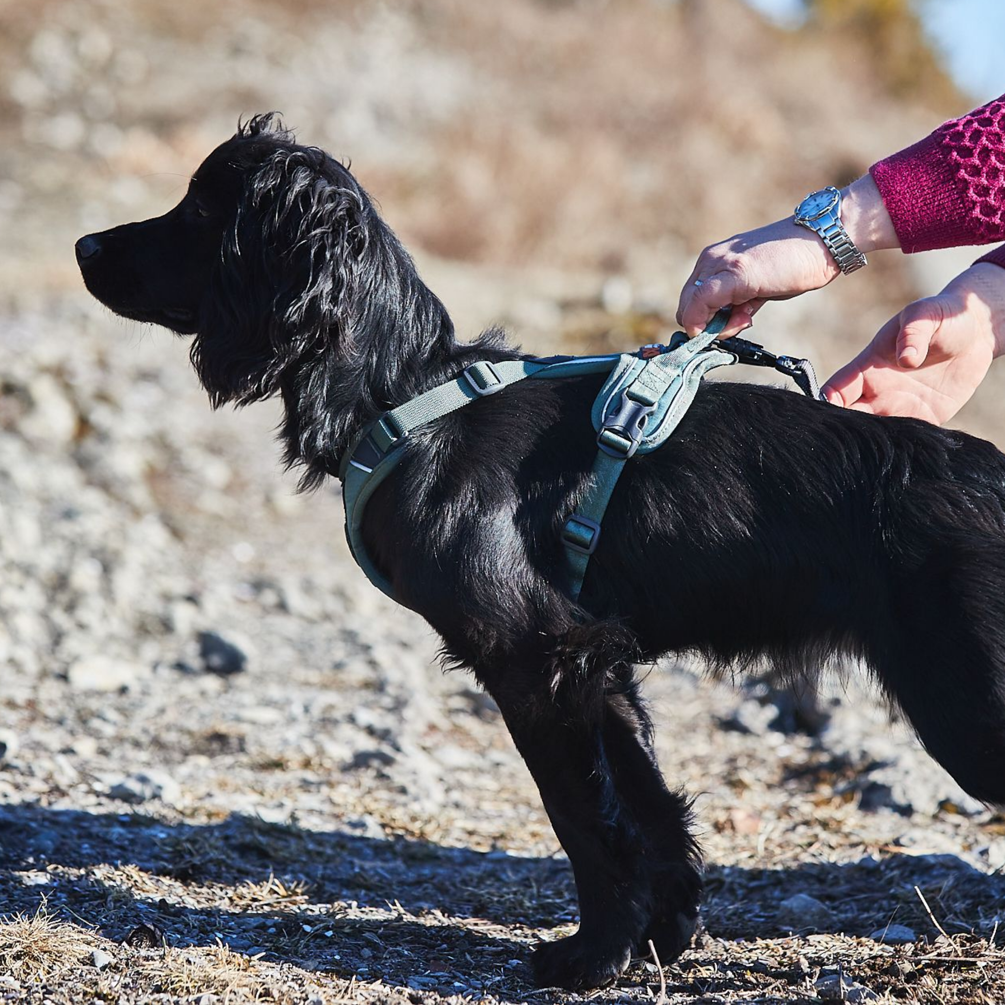 Non-stop dogwear Ramble Harness - Verde - Versátil y ligero