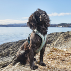 Non-stop dogwear Ramble Harness - Verde - Versátil y ligero