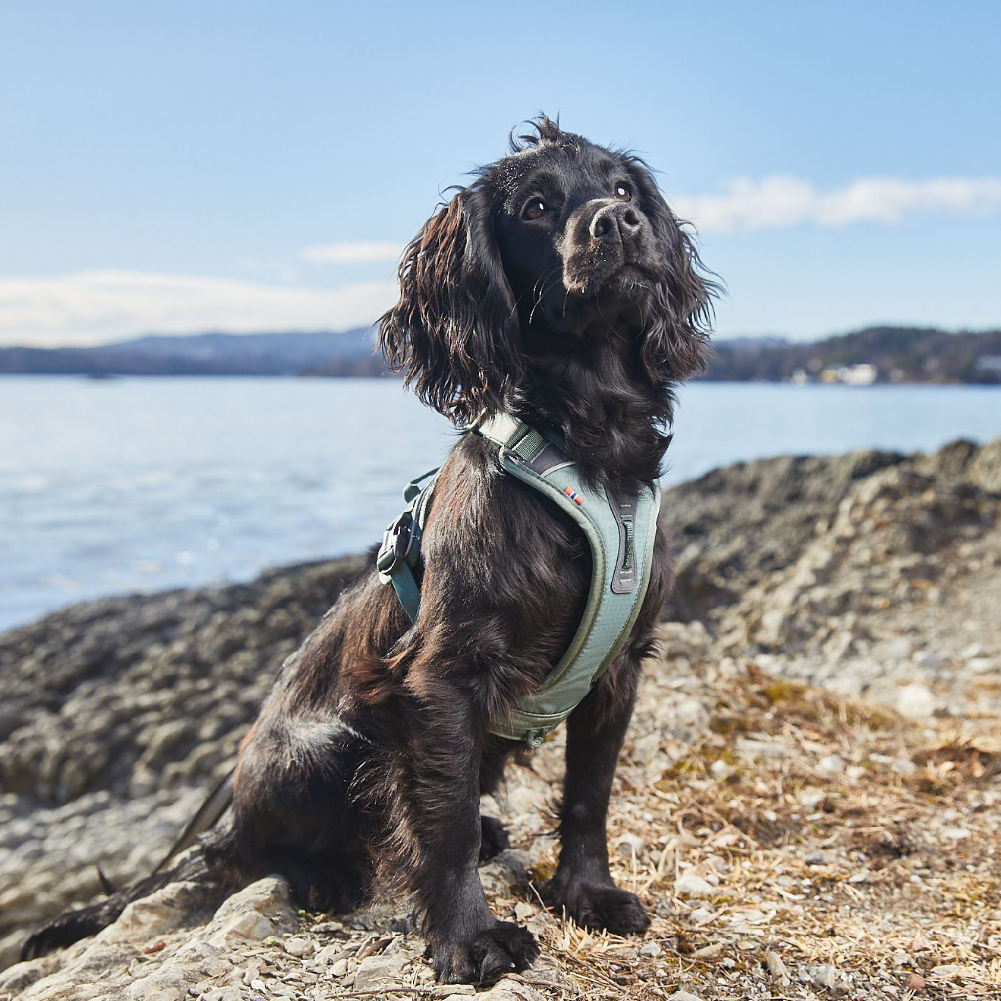 Non-stop dogwear Ramble Harness - Verde - Versátil y ligero