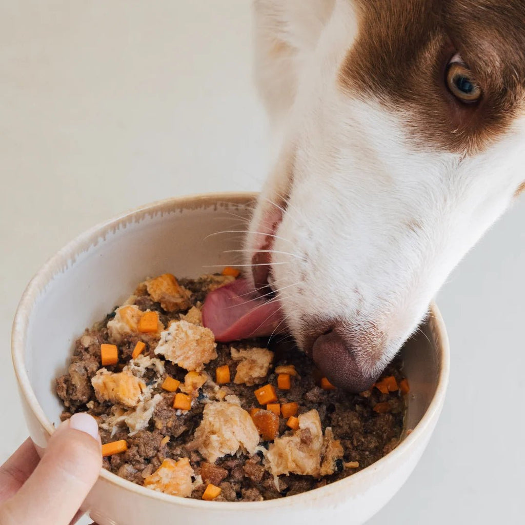 Wild Balance Comida húmeda para perros - Salmón y verduras - Perros adultos