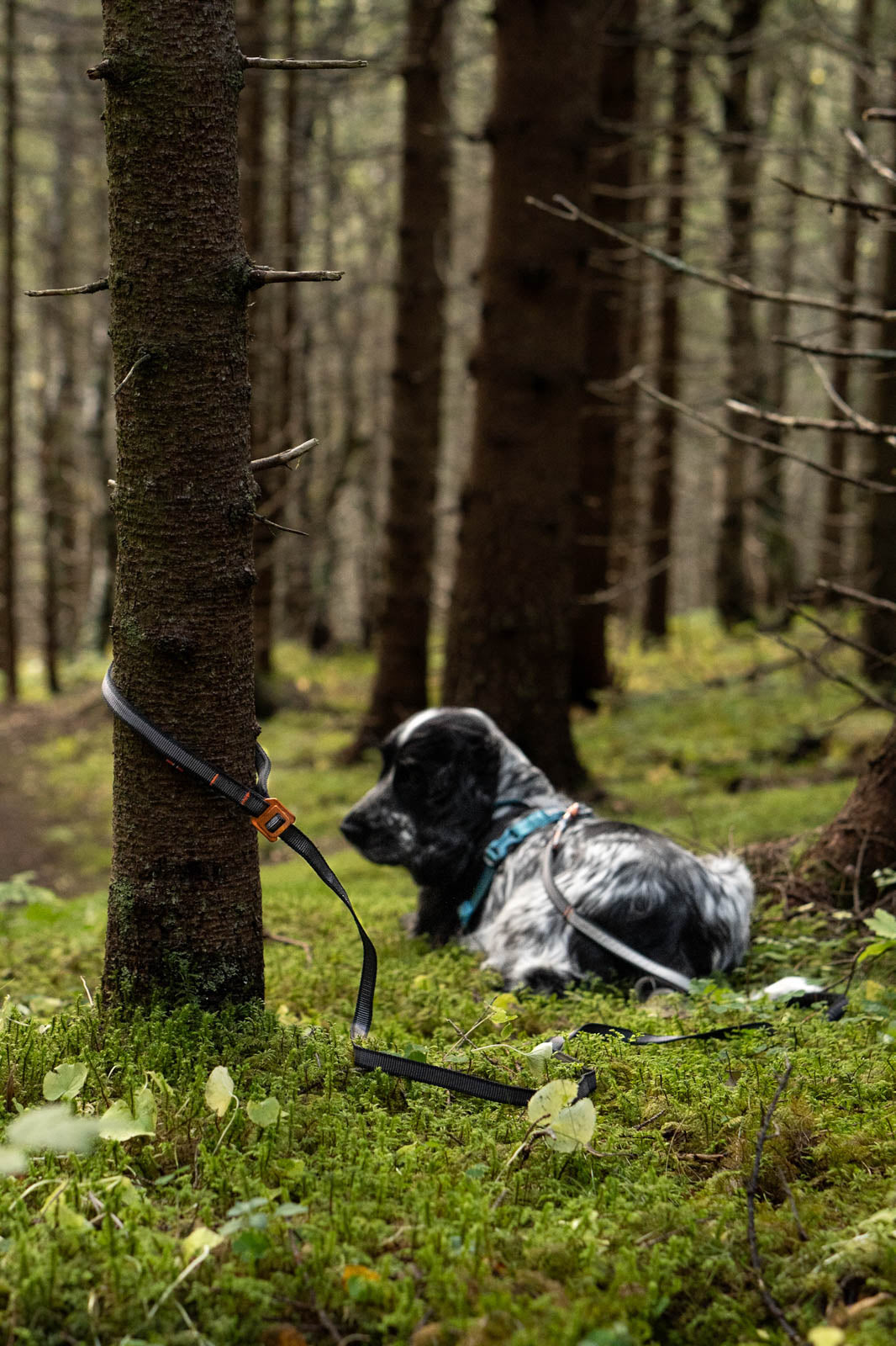 Non-stop dogwear Touring Bungee Adjustable Leash - Negro