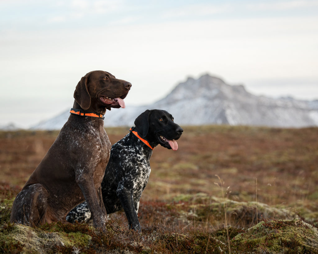 Non-stop dogwear Trail Quest Dog Collar - Negro/Naranja