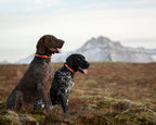 Non-stop dogwear Trail Quest Dog Collar - Negro/Naranja