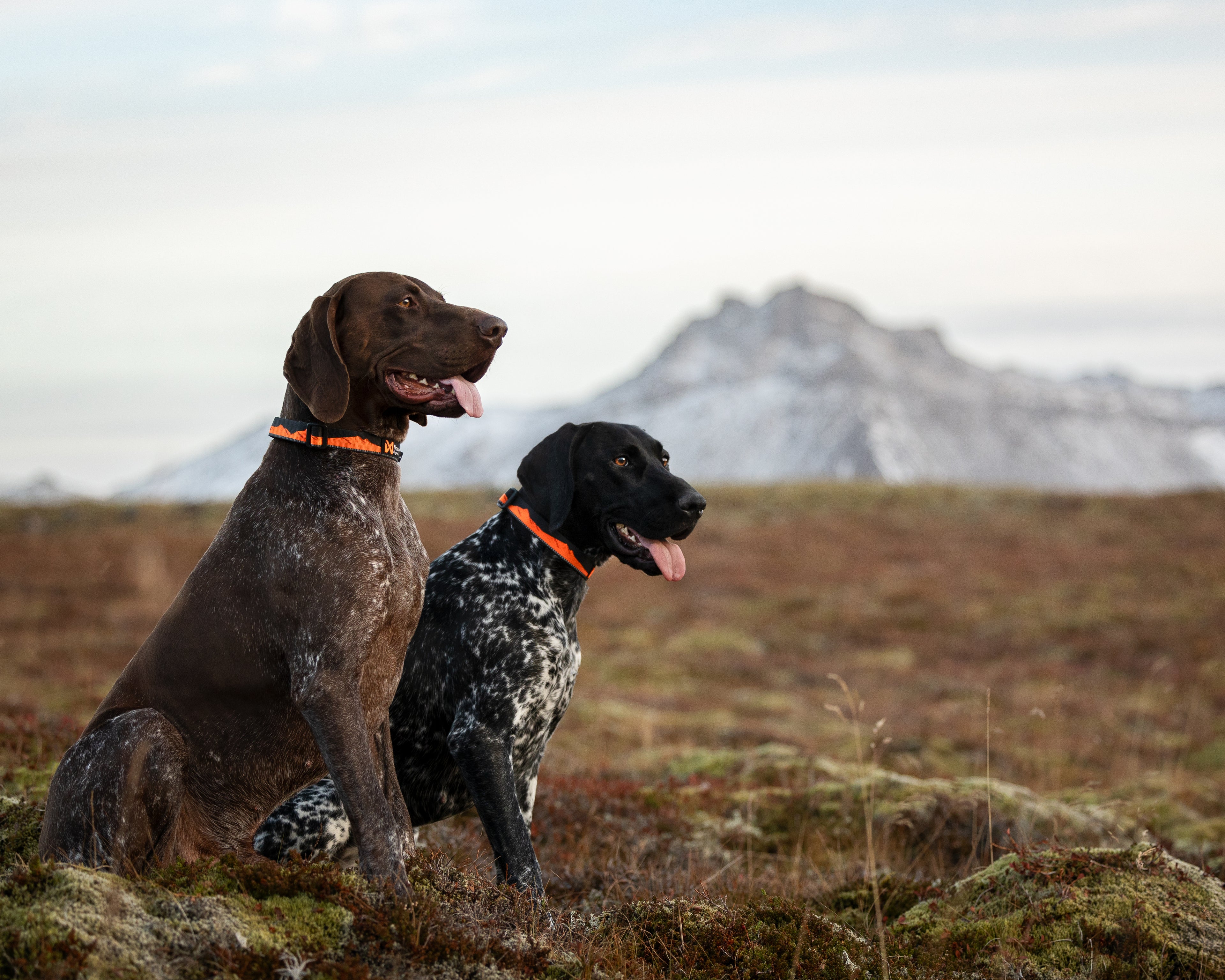 Non-stop dogwear Trail Quest Dog Collar - Negro/Naranja