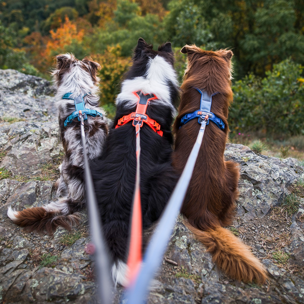Non-stop dogwear Line Harness 5.0 - Blue - Resilient & Versatile