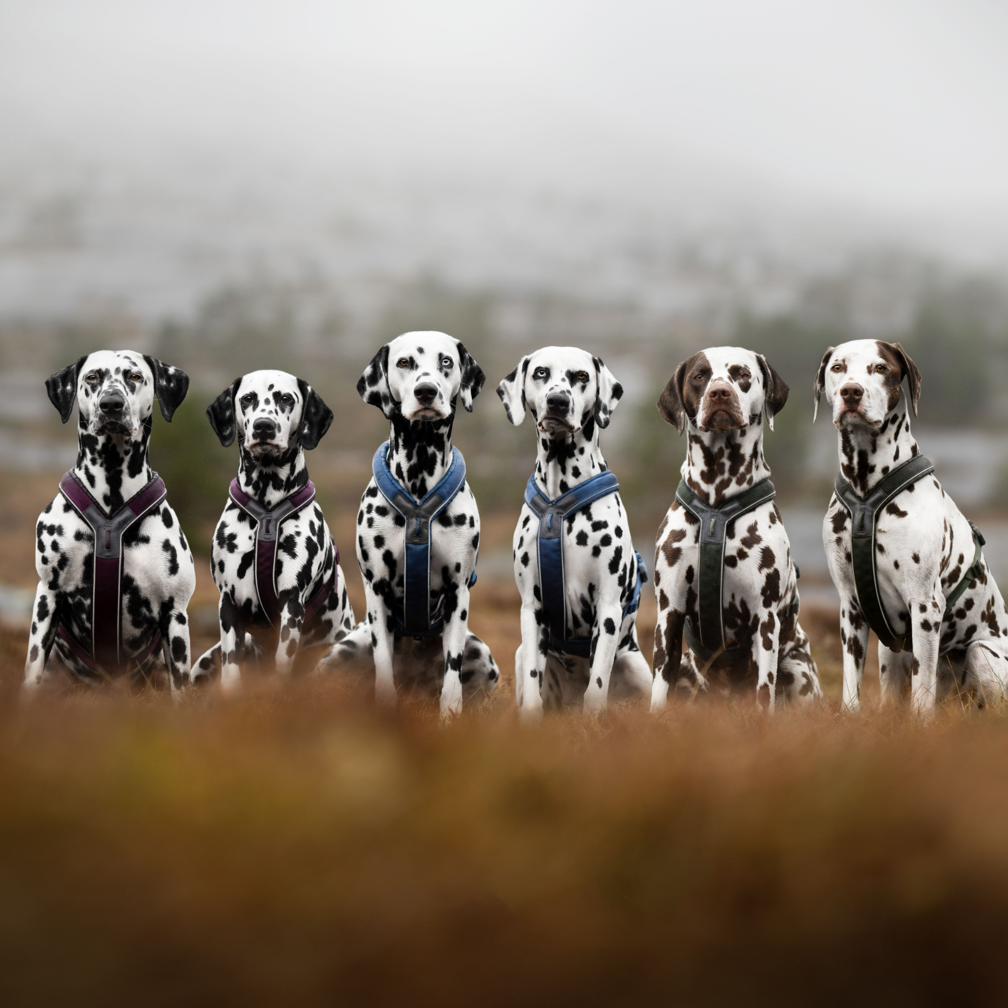 Non-stop dogwear Line Harness 5.0 - Blue - Resilient & Versatile