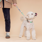 Fur Sie Dog Collar - Gaston