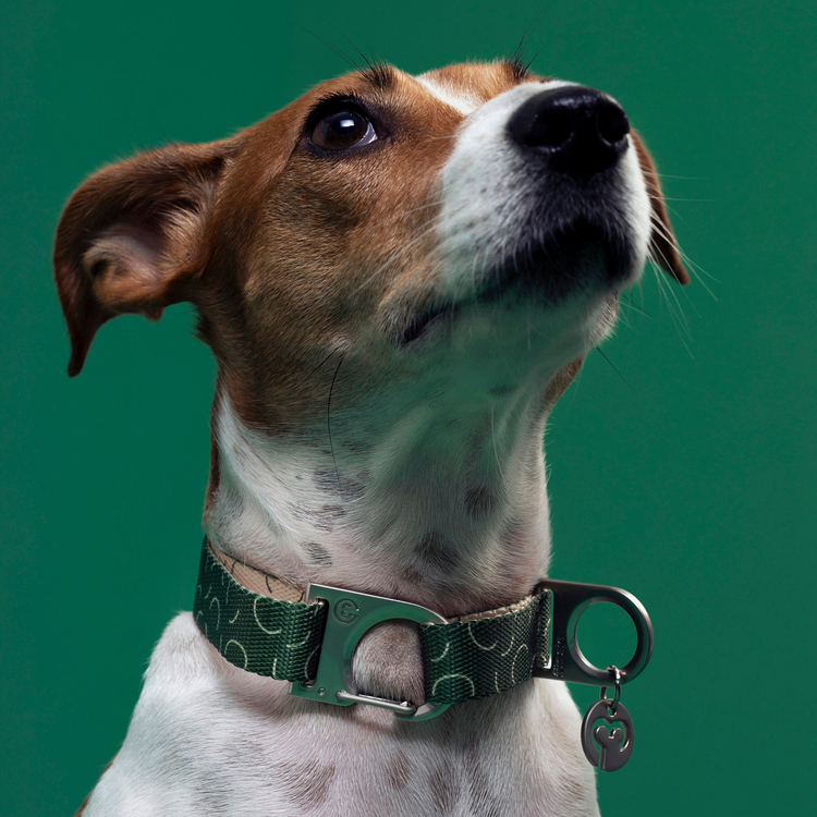 Fur Sie Collar para perros - Sabine