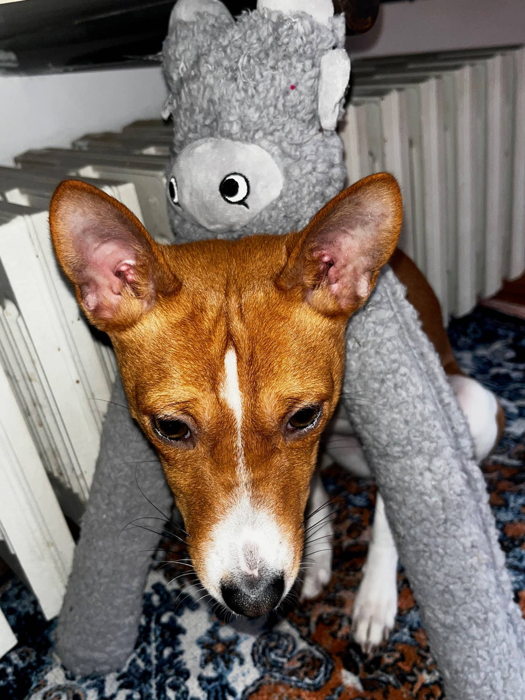 United Pets – Rosicchio – Anti Stress Plush Dog Toy With Essential Oils