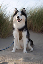 Woolly Wolf – Roam Harness – Recycled PET