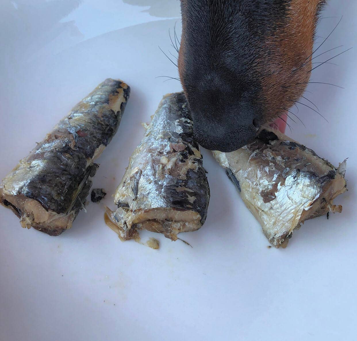 Canumi Wet Dog Food - Wild Atlantic Sardines - Adult Dogs
