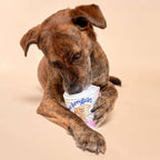 The Furryfolks – Toilet Paper – Dog Interactive Nosework Toy