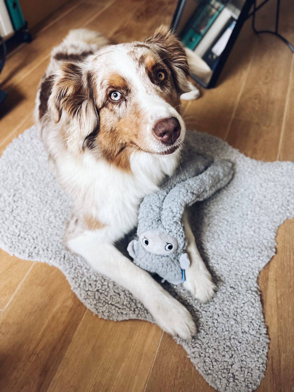 United Pets – Rosicchio – Anti Stress Plush Dog Toy With Essential Oils