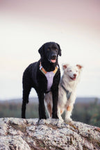 Woolly Wolf – Alpha 360 Harness – Recycled RPET