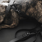 Lambwolf – Mellem Leash – Waterproof