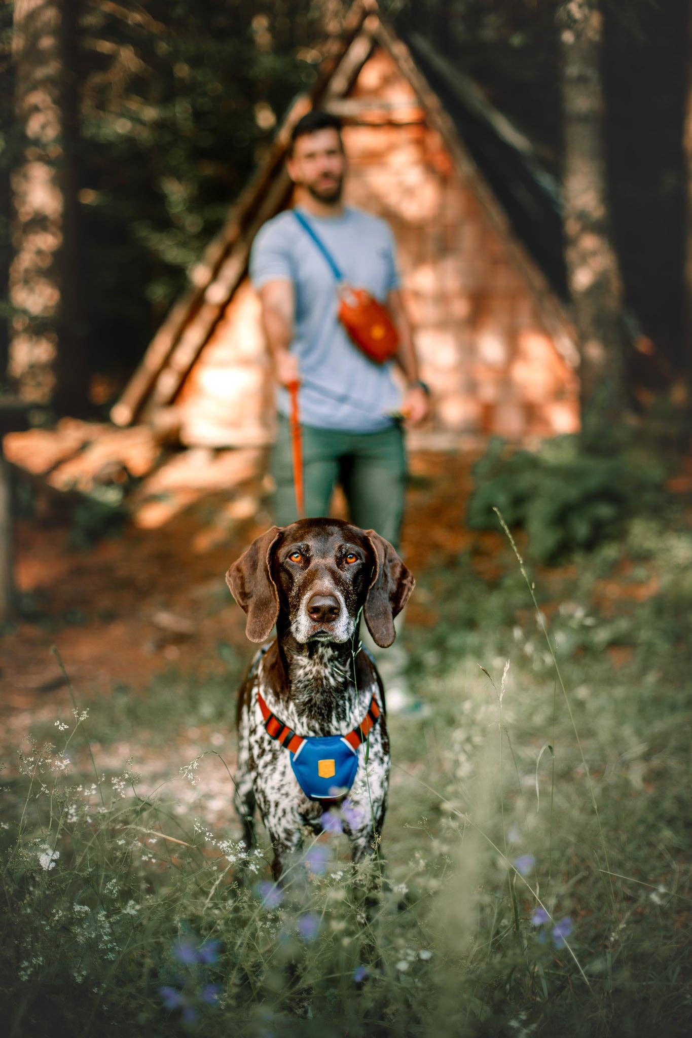 Woolly Wolf – Color Block Harness – Recycled Material