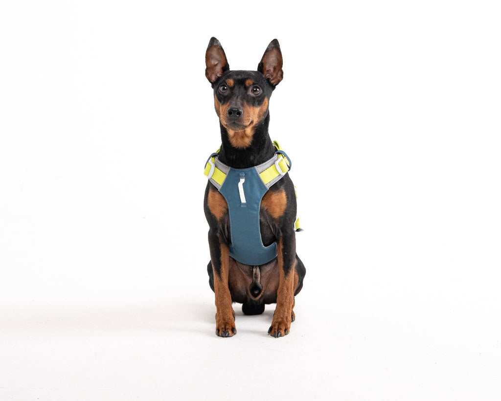 Woolly Wolf – Alpha 360 Harness – Recycled RPET