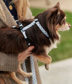 CAFIDE – Juno Harness – Recycled PET