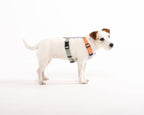 Woolly Wolf – Colour Block Harness – Recycled RPET
