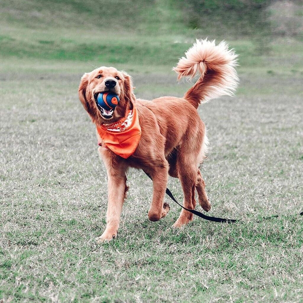 Chuckit! – Ultra Squeaker Ball – Goma Natural