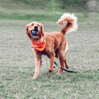 Chuckit! – Ultra Squeaker Ball – Goma Natural