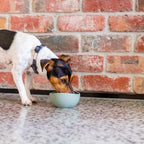 FuzzYard – Life Myrtle Green – Cuenco de Silicona para Perros