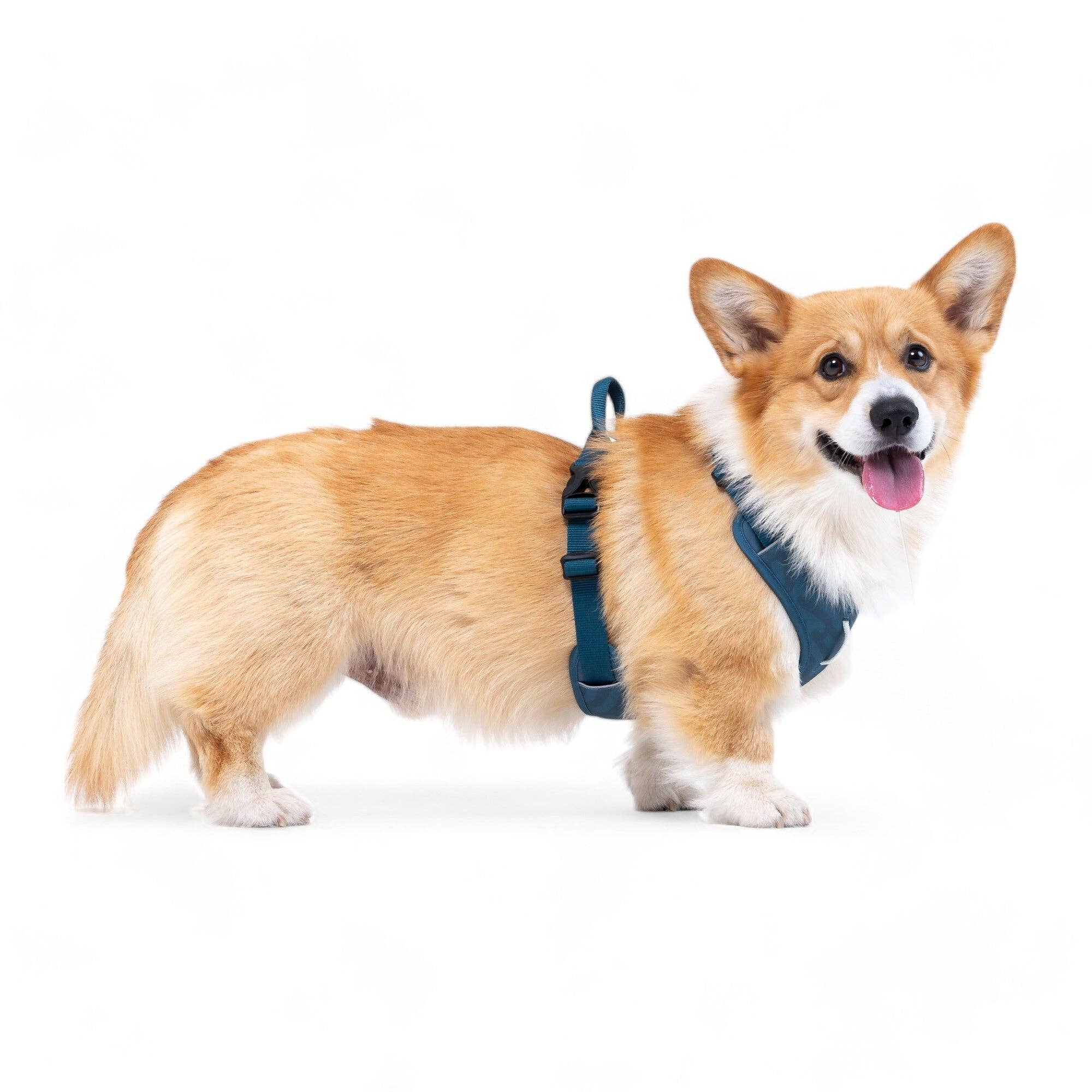 Woolly Wolf – Roam Harness – Recycled RPET