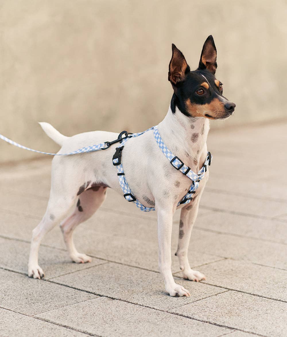 CAFIDE – Juno Harness – Recycled PET