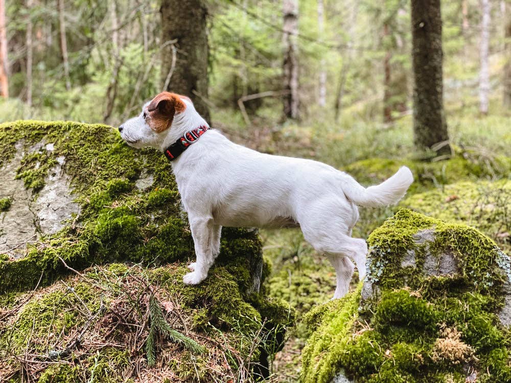 Woolly Wolf – Collar Polar Night – RPET