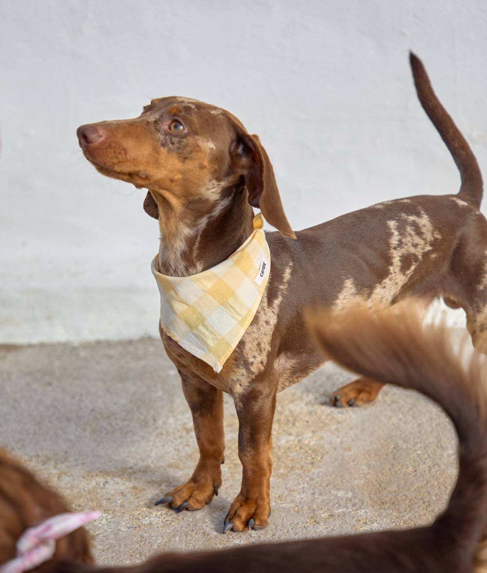 CAFIDE – Yellow Gingham Bandana – Soft Cotton