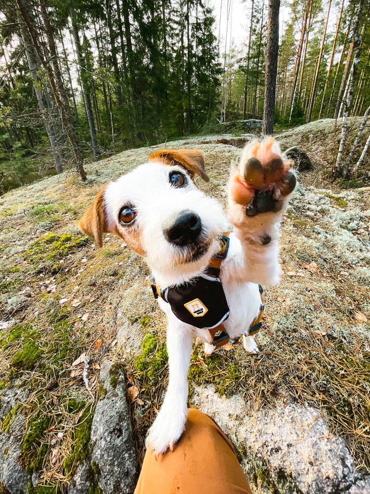 Woolly Wolf – Arnés Sea to Summit – RPET Reciclado