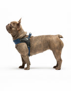 United Pets – Citylife Harness Jeans – Fast Fit