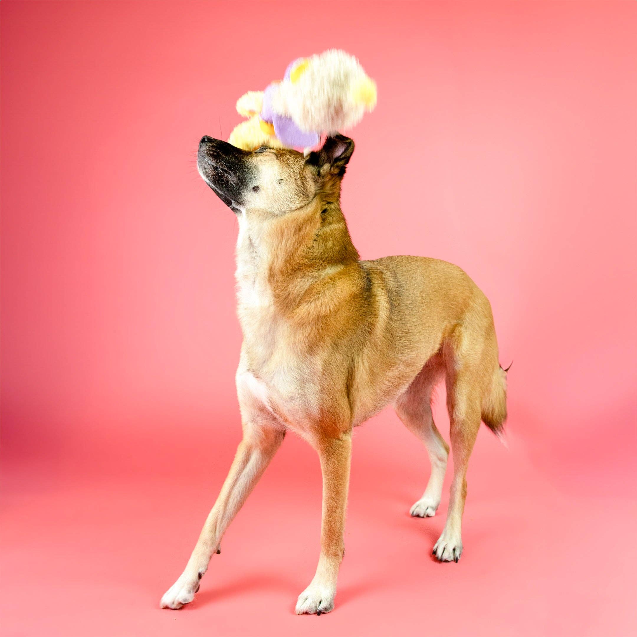 The Furryfolks – OstriKraken – Juguete Interactivo