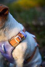 Woolly Wolf – Alpha 360 Harness – Recycled RPET