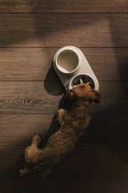 Pino – Slow Feeder Bowl – Ultra-durable Sandstone & Hypoallergenic