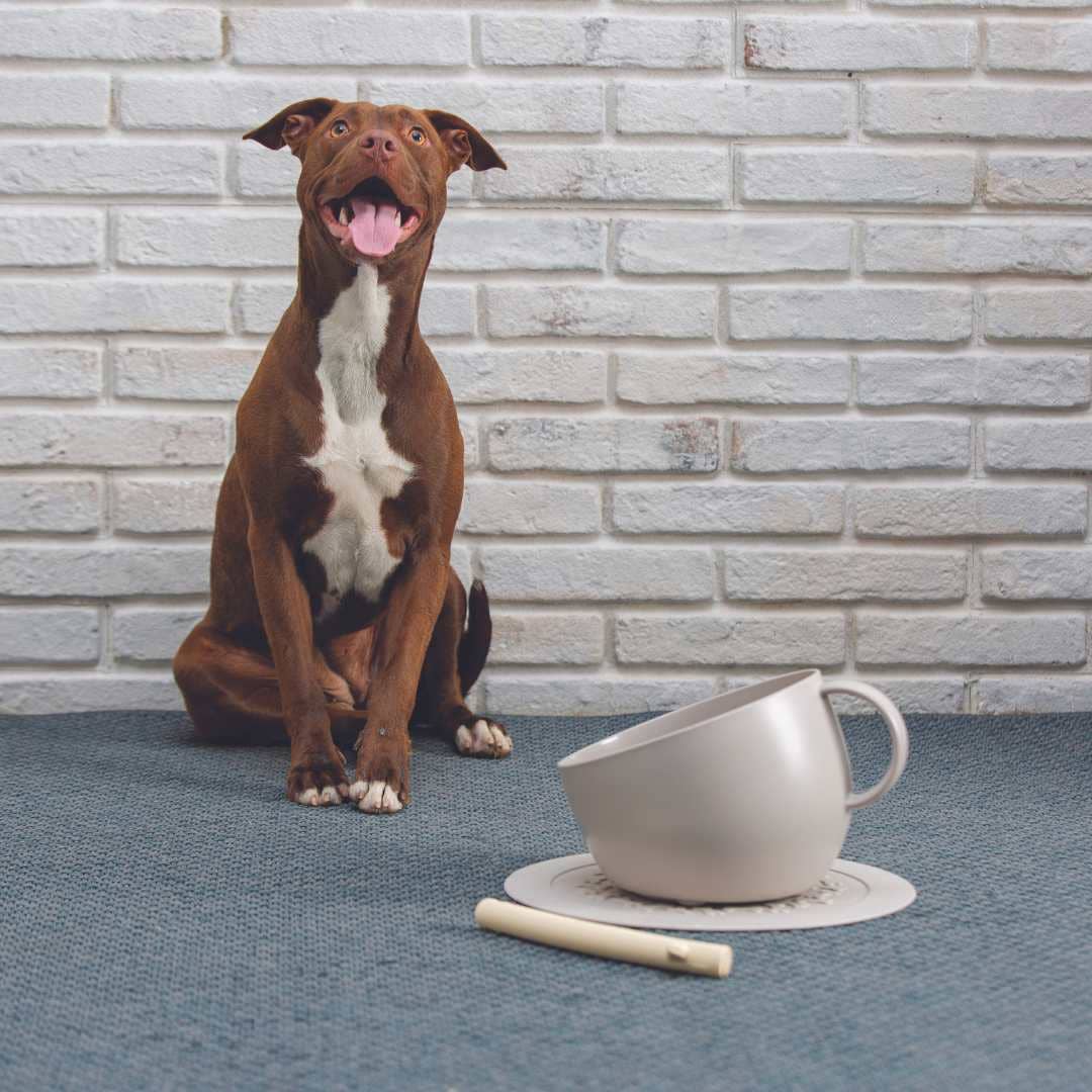 United Pets – CUP – Recycled Non-Slip Dog Bowl 2.5 L
