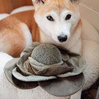 Lambwolf – Cabbage – Enrichment Dog Toy