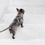 Lambwolf – Otto Harness – Waterproof